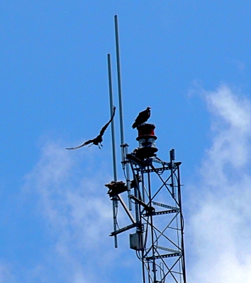 [One vulture sits atop a tower while another one is coming in for a landing.]